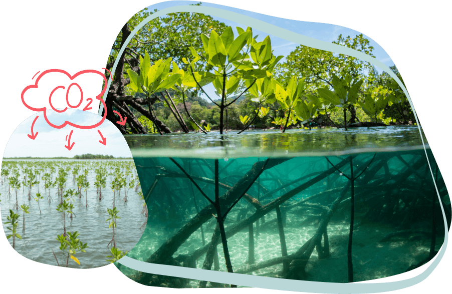 blue life mangroven CO2