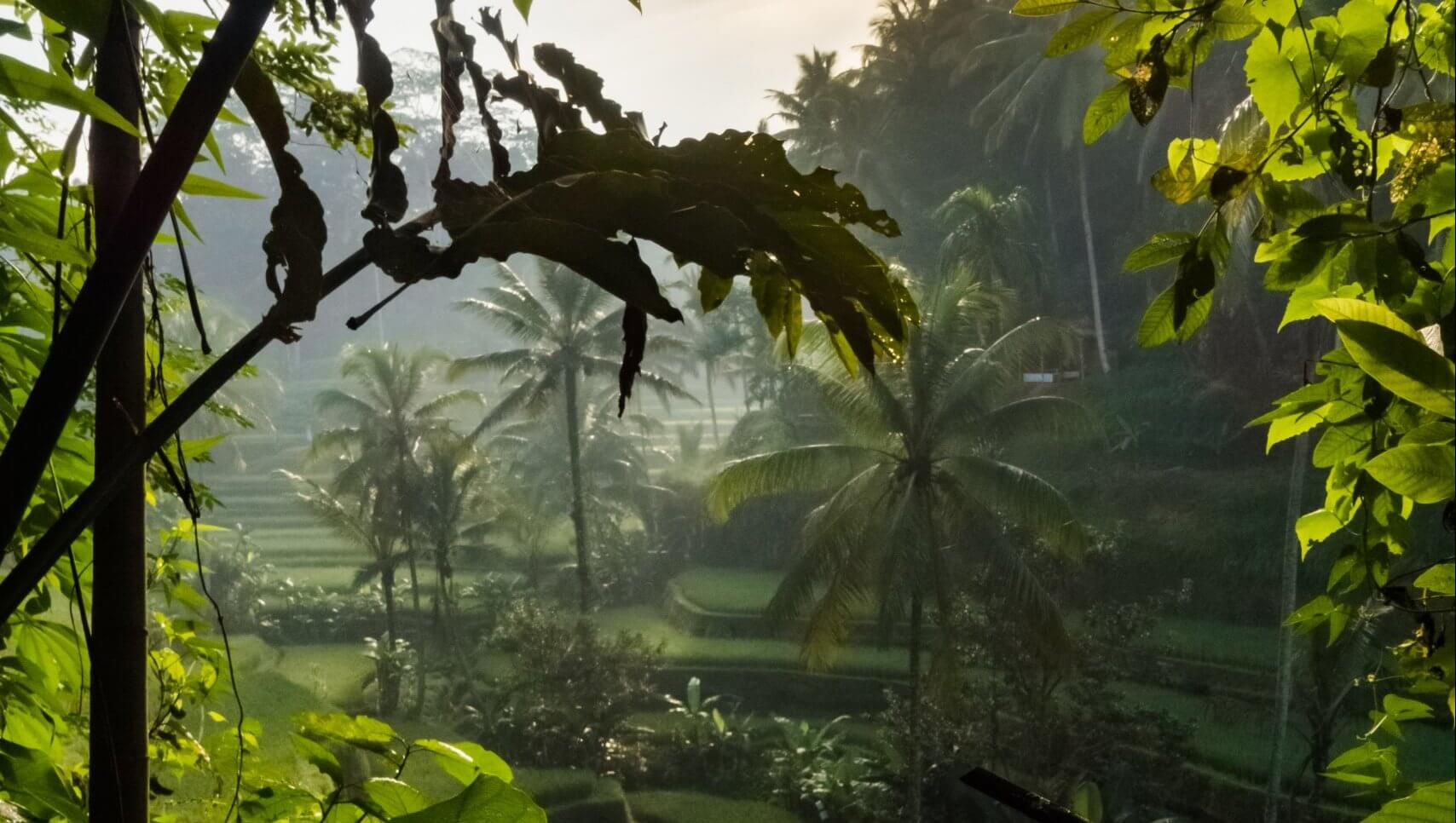 Green:Comm - Oder immer noch im Dschungel auf der Suche nach dem idealen Tool für Online-Sessions