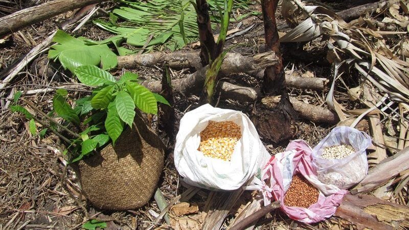 Aufforstung in Madagaskar