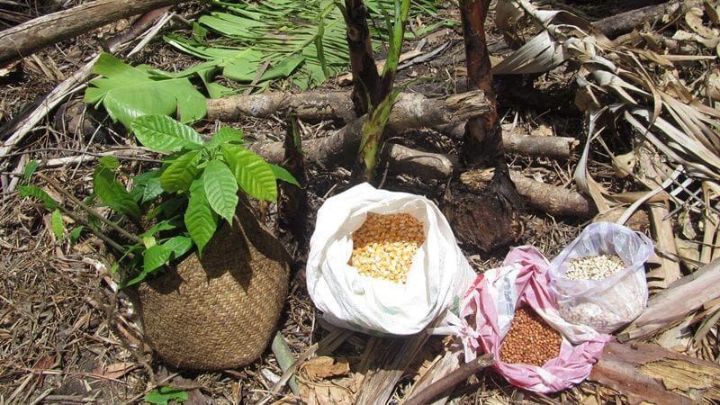 Aufforstung in Madagaskar